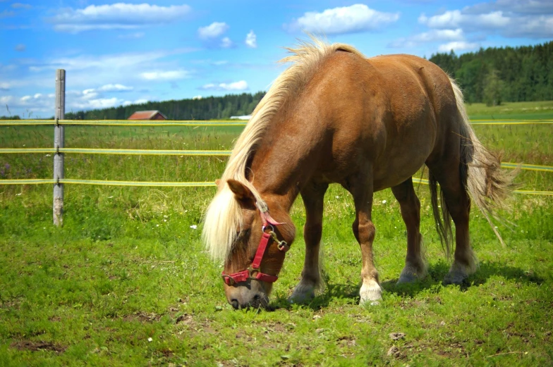 the horse is eating grass in a grassy field