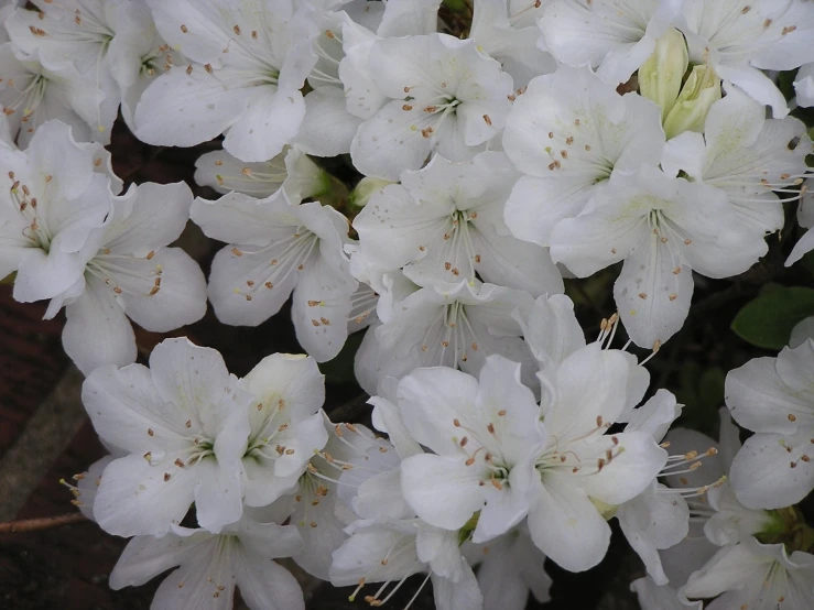 white flowers are blooming on this tree