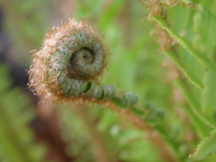 a small spirally plant with green leaves