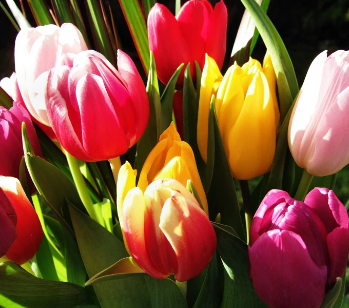 a bunch of pink, yellow and pink tulips