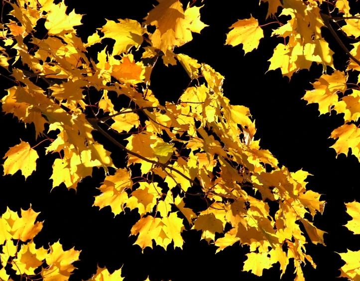 a leafy tree is shown against the sky