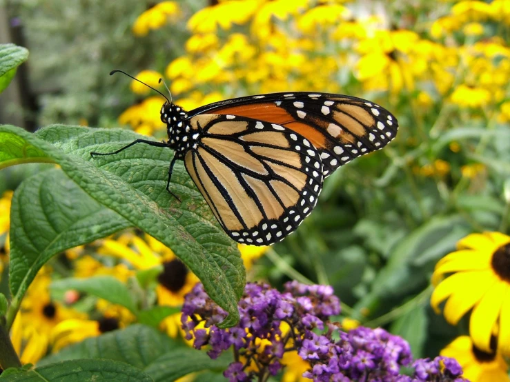 the erfly sits on top of the plant