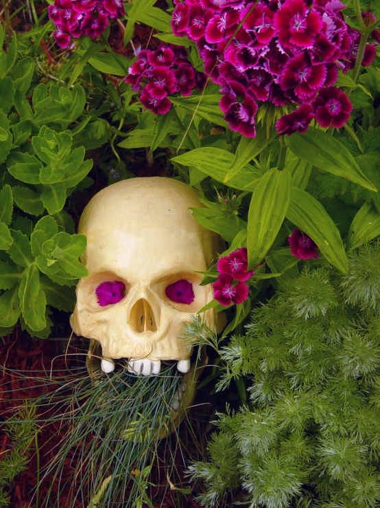 a skull head with pink eyes is among purple flowers