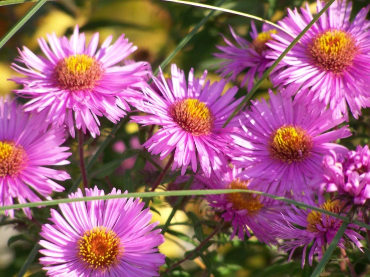 a bunch of purple flowers sitting in front of a lush green plant