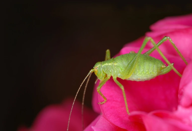 a green grasshopper sits on a pink rose