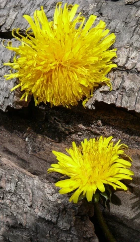 two yellow flowers are growing on a piece of wood