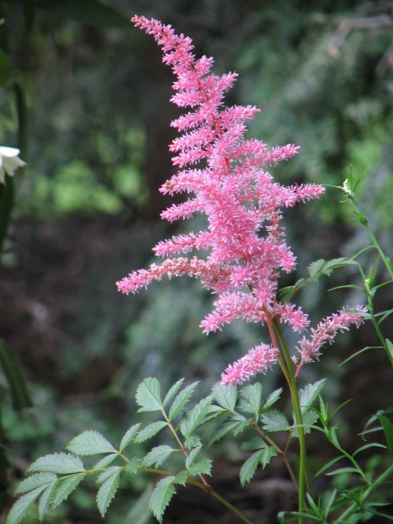 this picture depicts a pink plant that looks like an indian bush