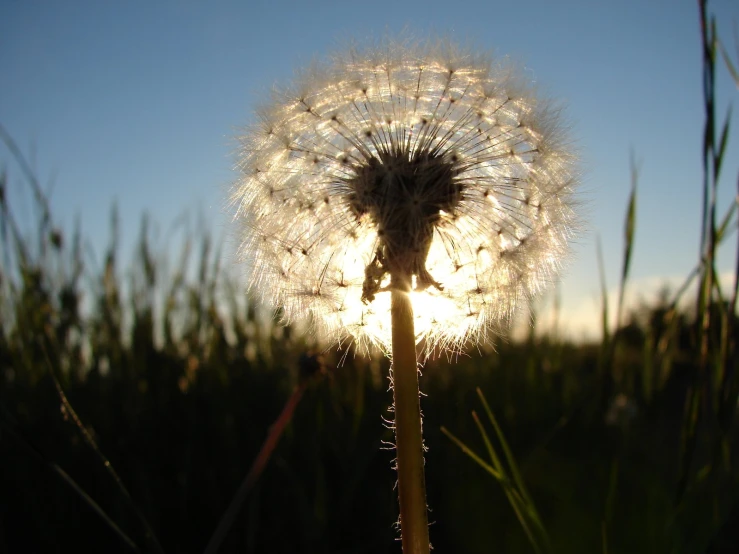 a white dandelion with drops of water