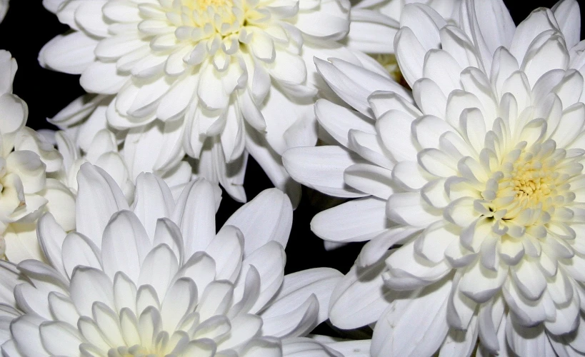 close up of white flowers with yellow centers