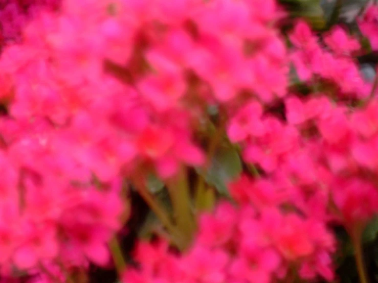 closeup of beautiful pink flowers blooming in a garden