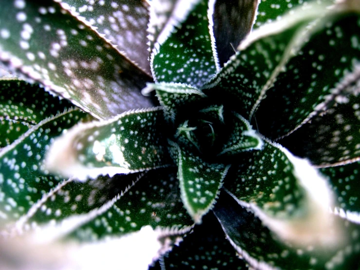 the green and white leaves have small dots on them