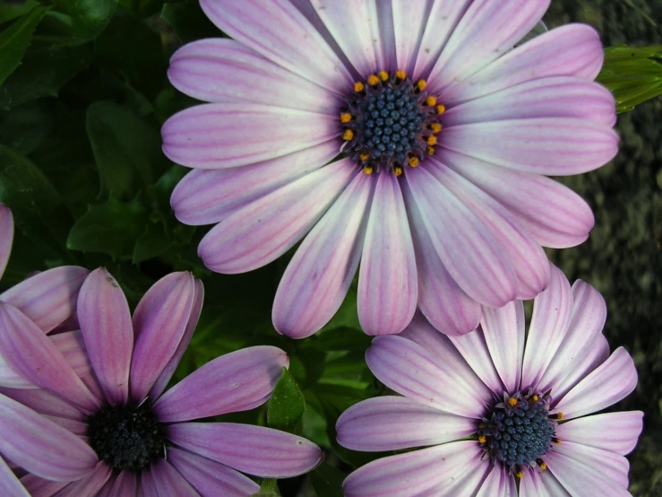 this group of purple and white flowers have yellow stamens