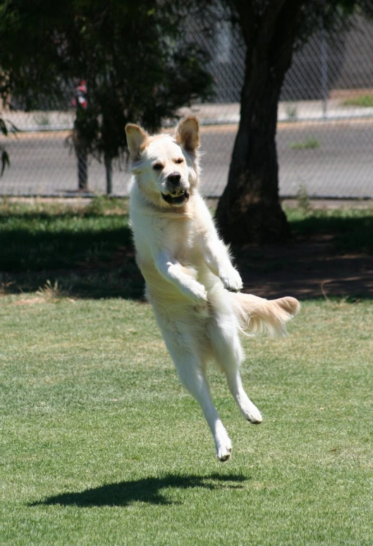 a dog jumping in the air for a toy