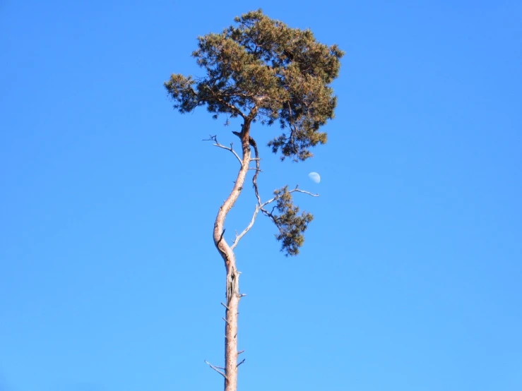 a tall tree with a crescent next to it