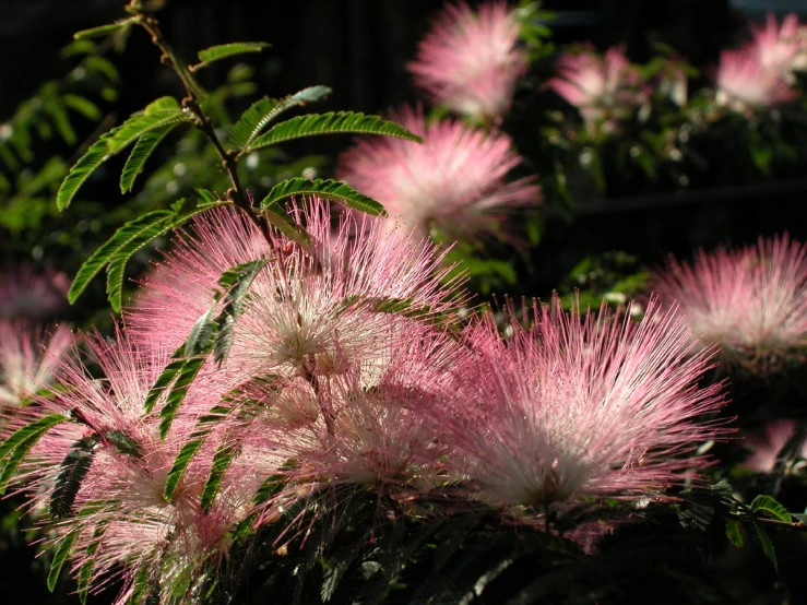 flowers that are sitting out in the sun