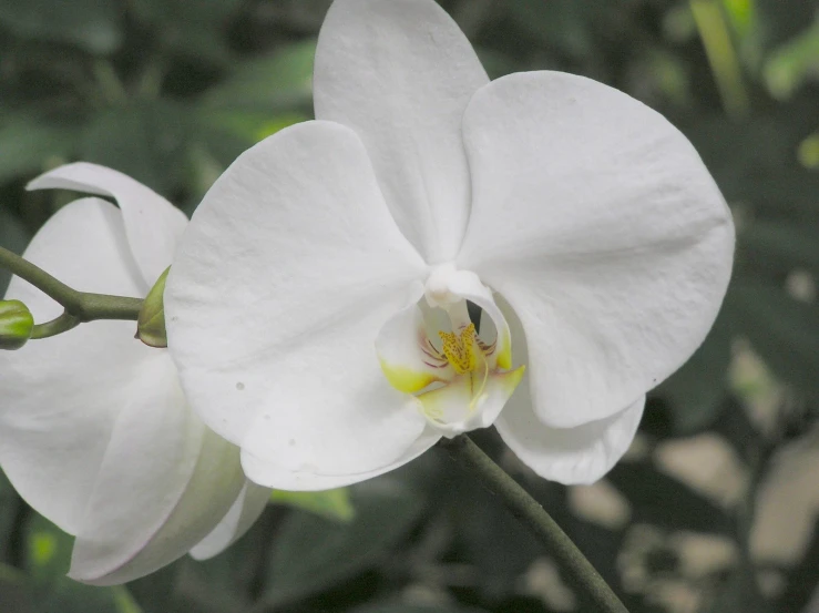 a close up image of a white flower