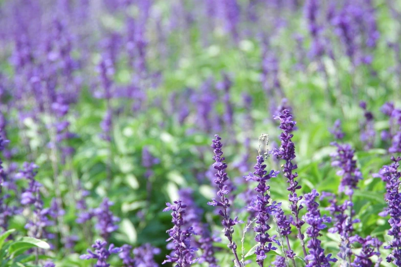 there are purple flowers and grass on this field