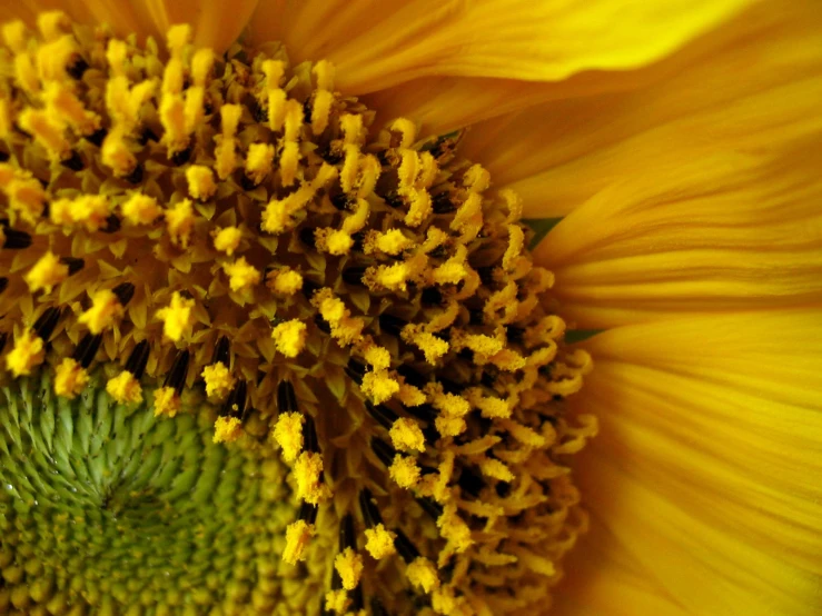 a very large yellow flower with lots of stitt holes