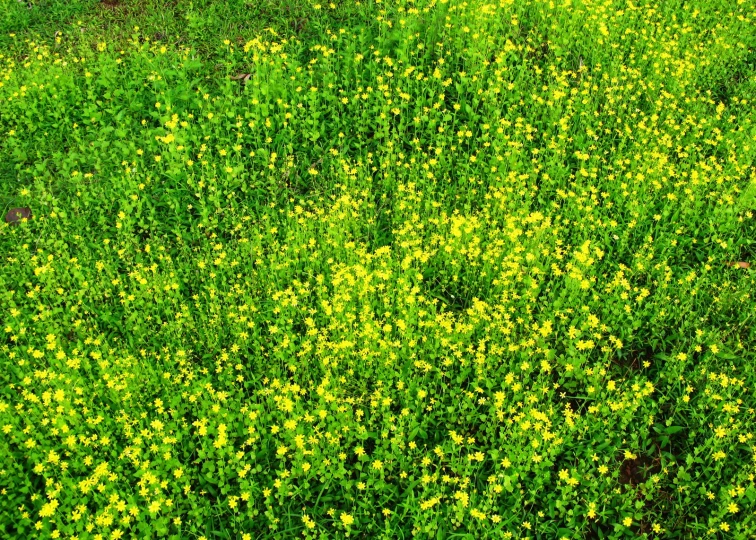 an over head view of the beautiful yellow flowers