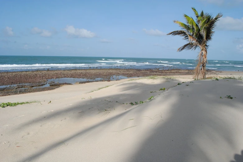 there is a palm tree on the beach by some water