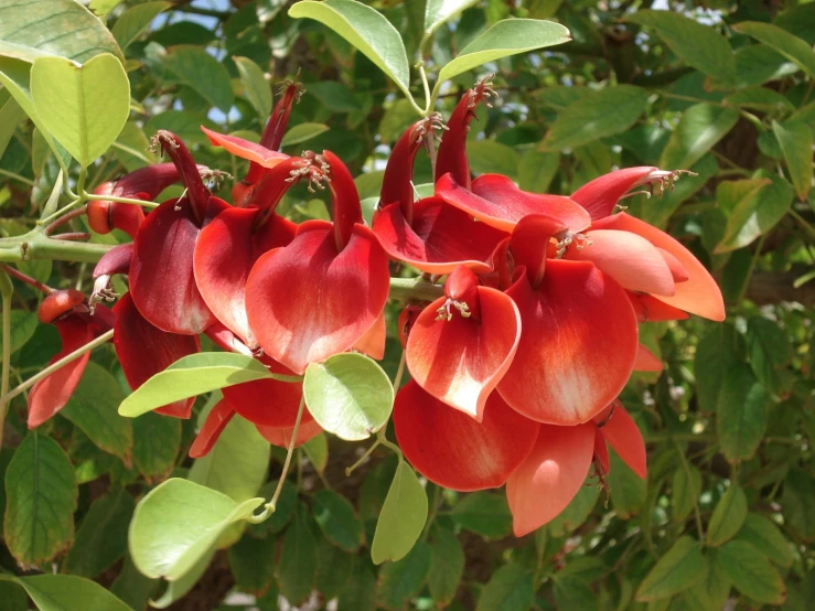 red flowers blooming in an exhibit on a tree