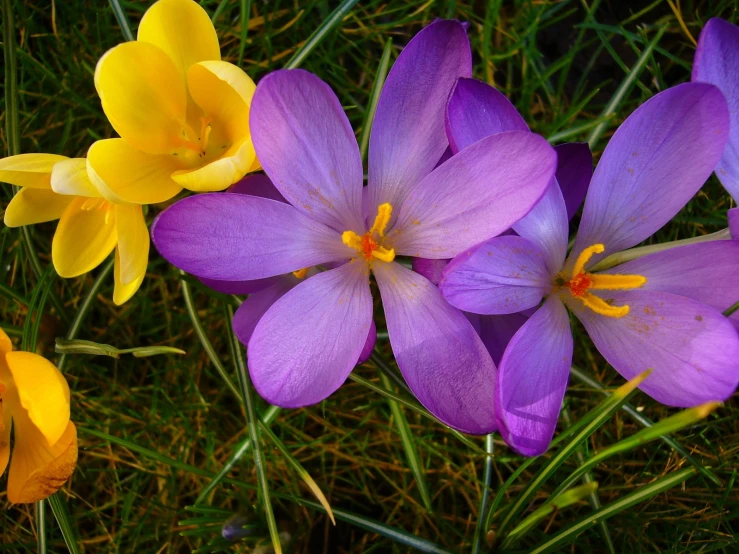 some colorful flower petals are arranged together