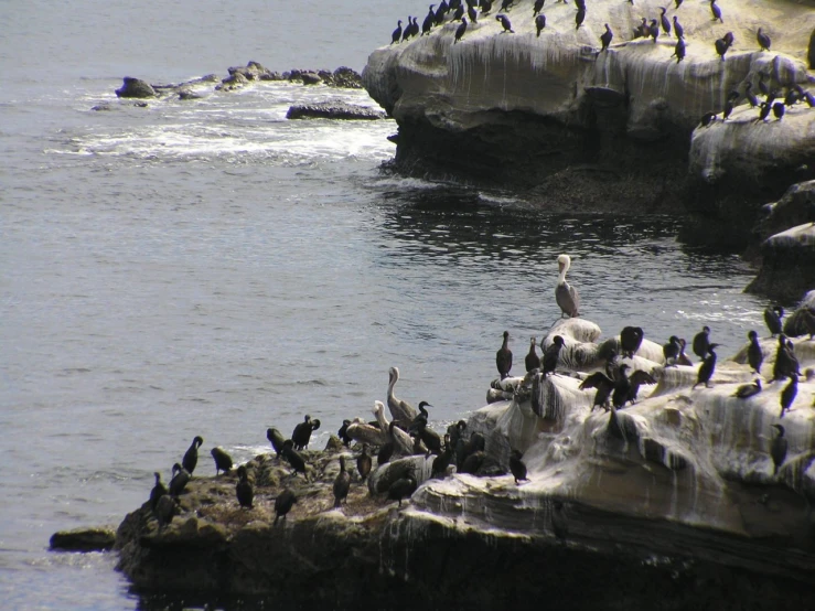 flock of seagulls on a rocky coast by the ocean