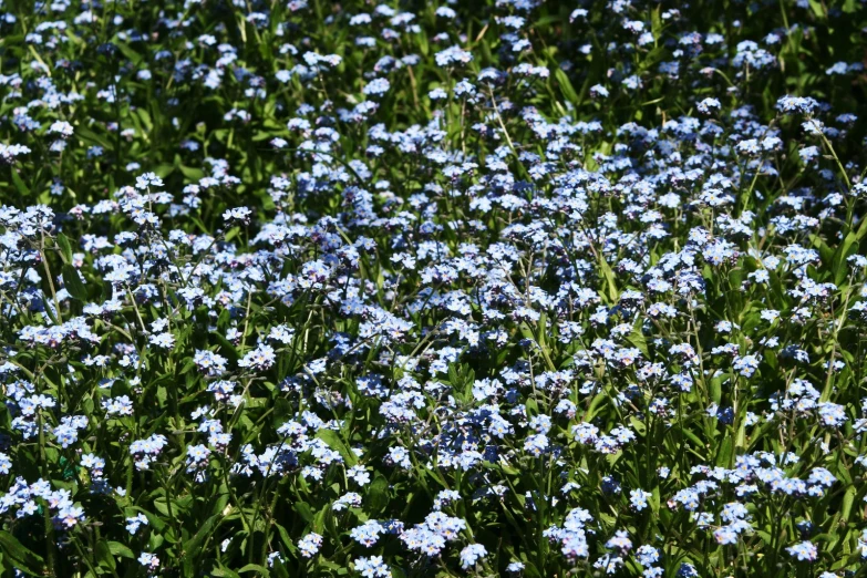 a large group of small blue flowers