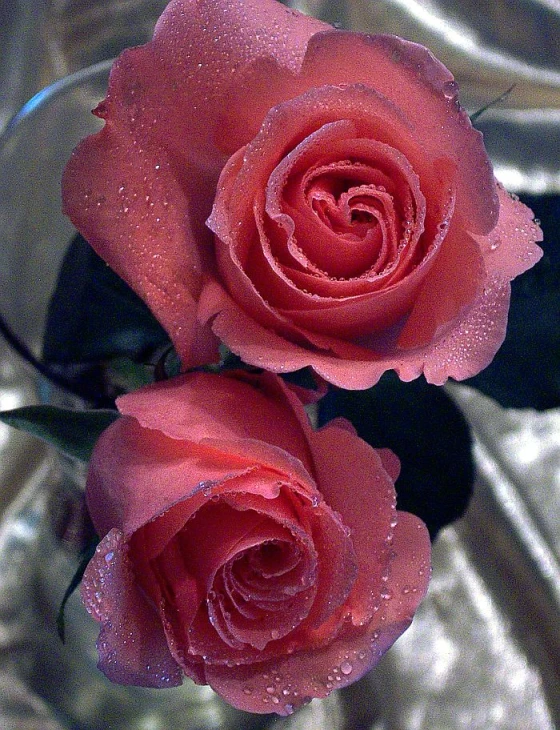 three red roses that are sitting in a vase
