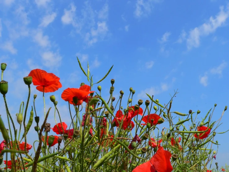 red flowers in front of the blue sky with fluffy white clouds