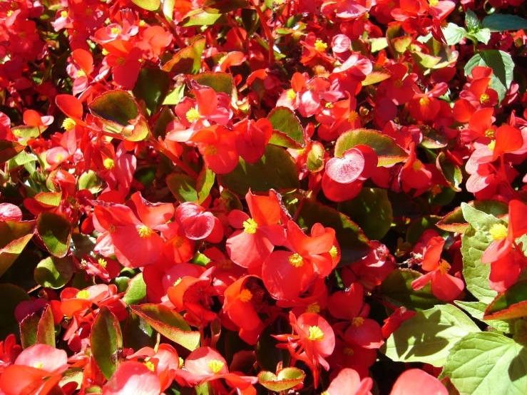 bright red flowers blooming next to some green leaves