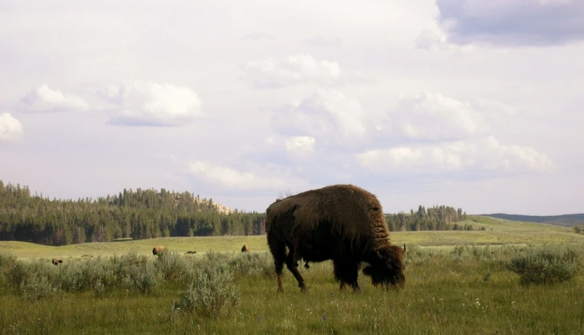 a buffalo in a meadow grazing on green grass