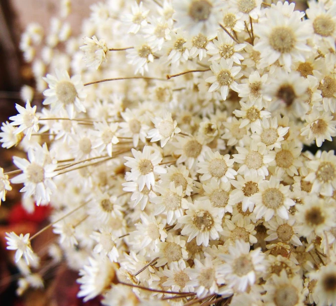 closeup image of wildflowers growing in the field