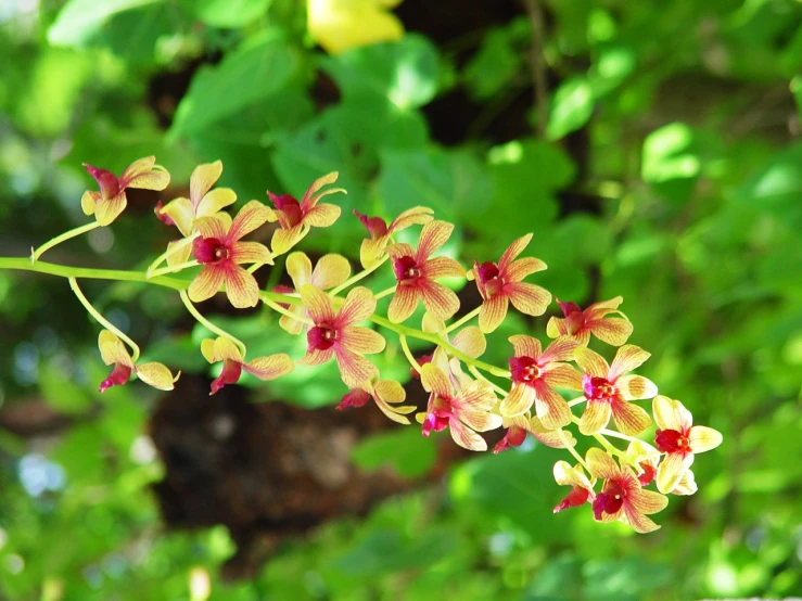 an image of a beautiful plant with flowers