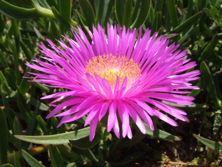 a pink flower in some sort of desert