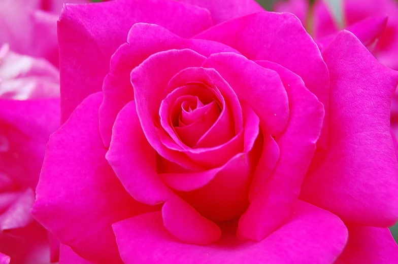 bright pink rose is blooming and surrounded by green leaves