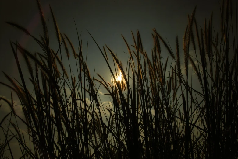 a pograph of tall, green grass under the setting sun