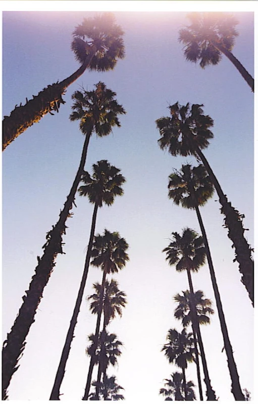 four tall palm trees standing in front of the sun