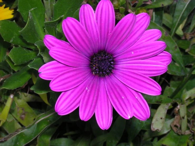 a bright purple flower blooming out on top of green grass