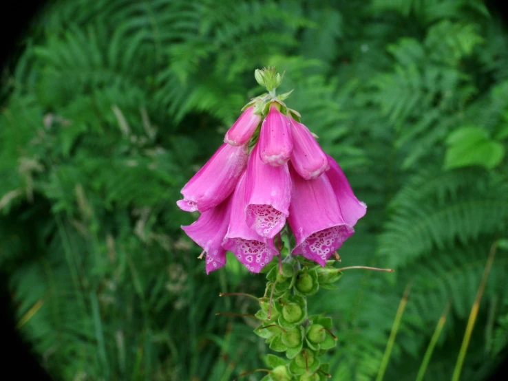 a flower is blooming along with many other flowers