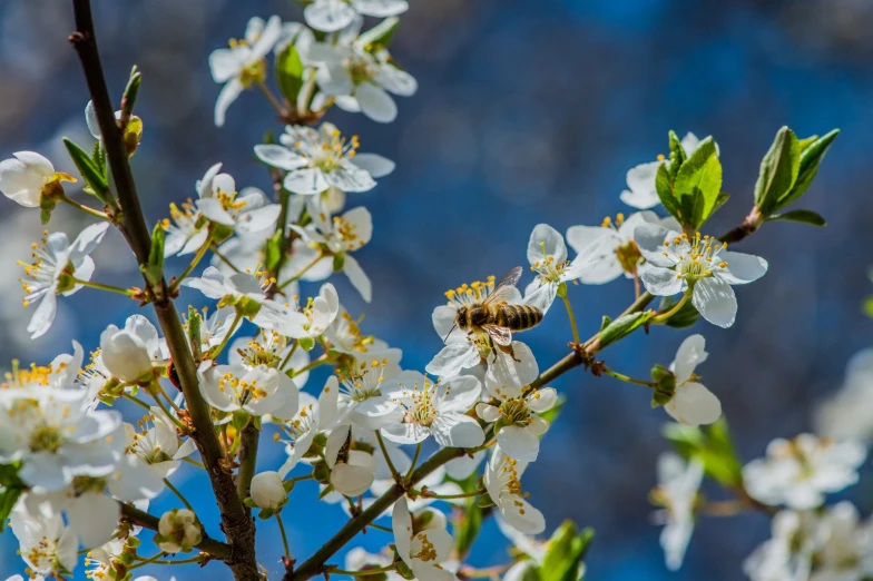 bee sitting on a flowering nch with flowers