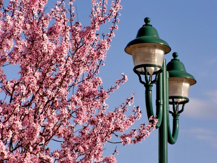 flowering tree nches, lamp and street lights with bright blue sky in the background