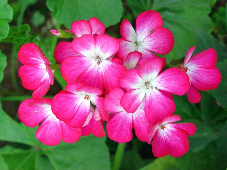 pink flowers on a green plant with leaves