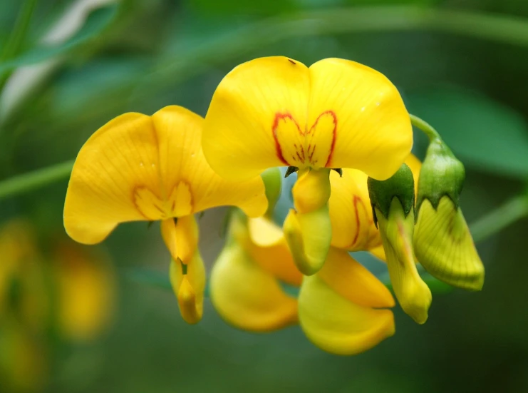 closeup of yellow flowers in the sunlight