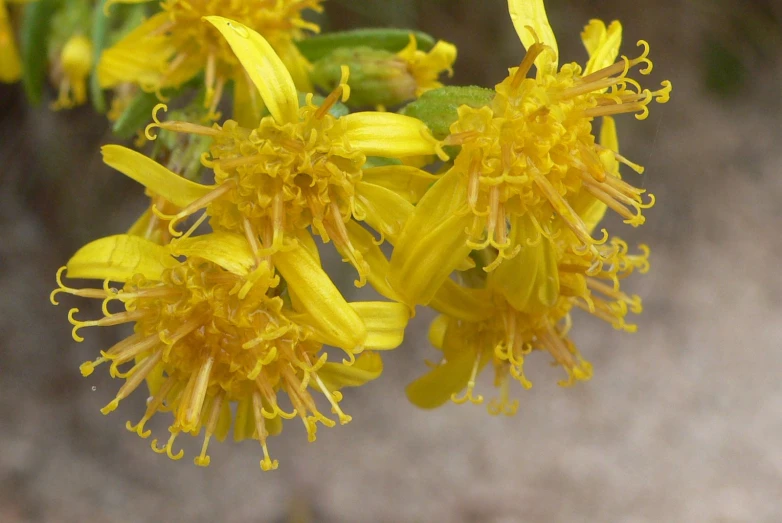 a close up image of some yellow flowers