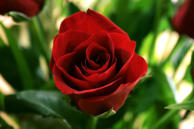 a single red rose with leaves around it