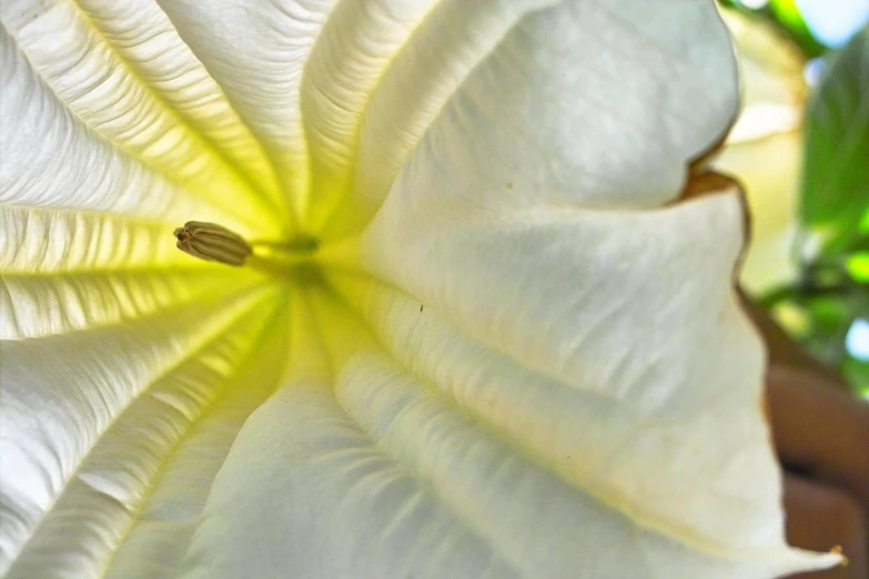 a close up view of a white flower