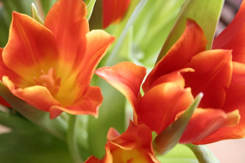 the beautiful orange tulips are being displayed in the flower arrangement