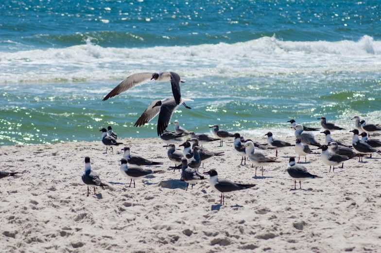 a flock of birds standing on top of a sandy beach