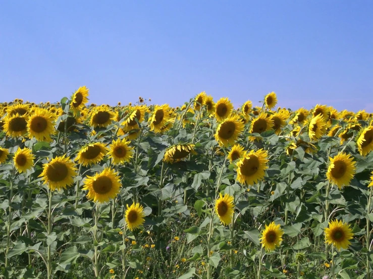 a big field of sunflowers with blue sky in the background